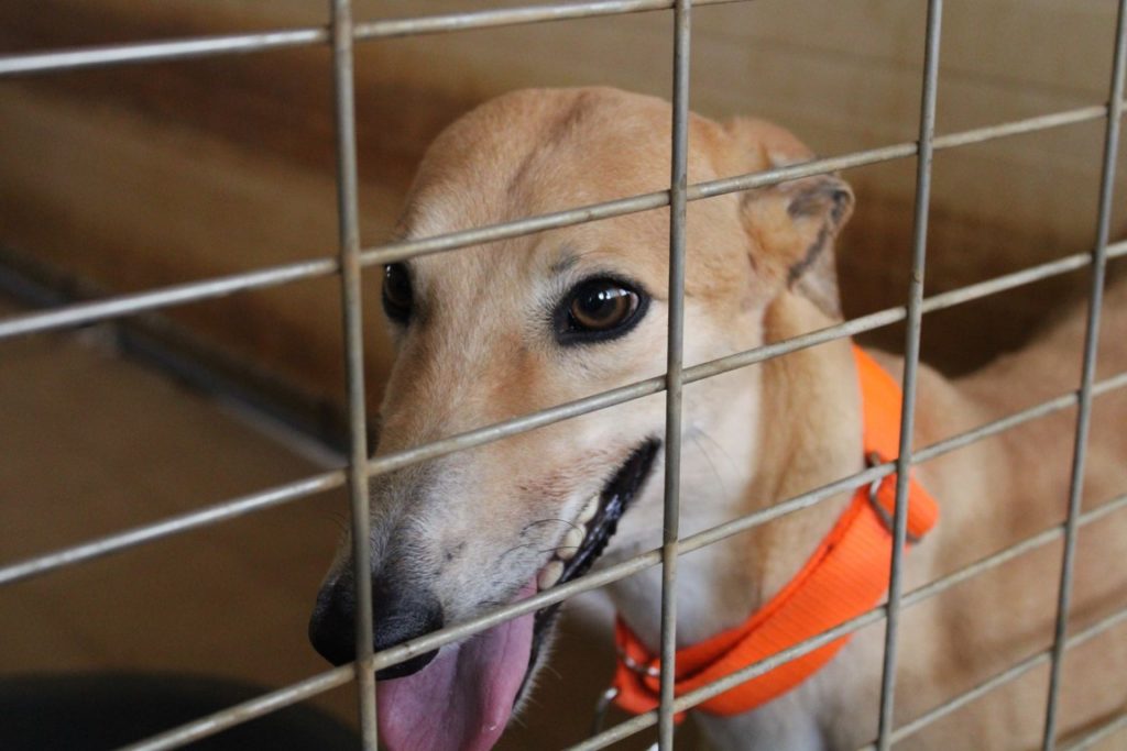 Penny (F) / FBM Adoptée