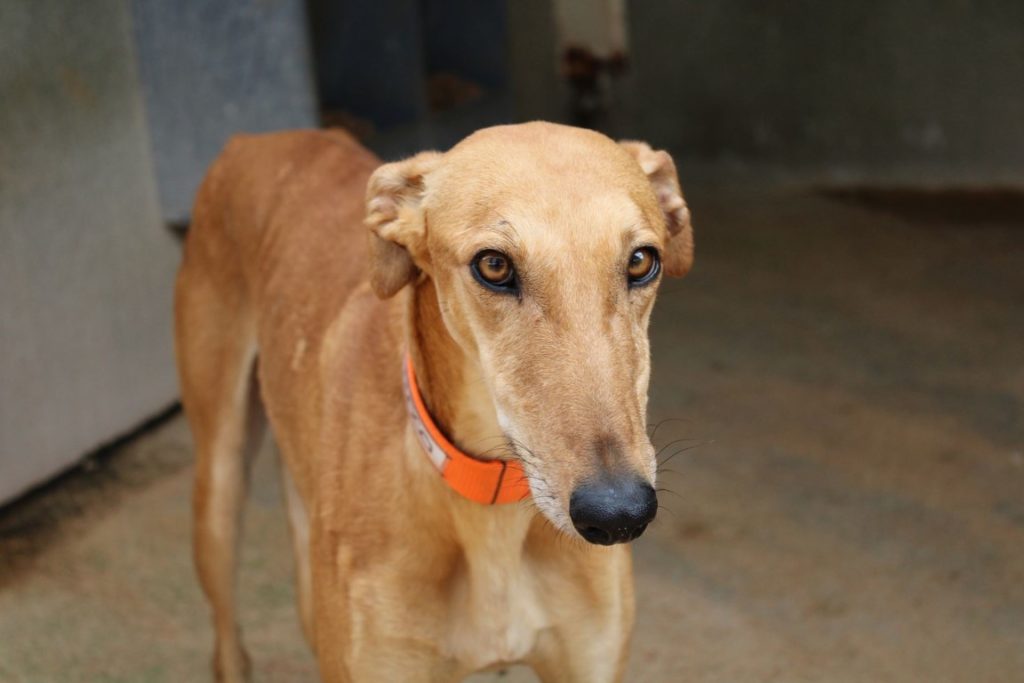 Rocco (M) / FBM Adopté
