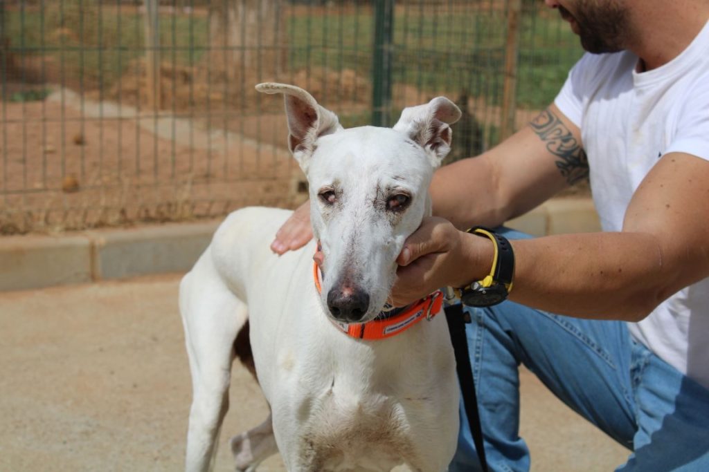 Triana (F) Senior / FBM Adoptée