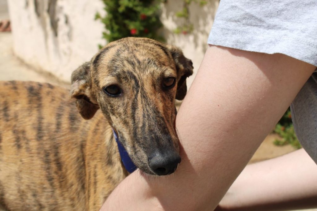Alysia (F) / Chiot / FBM Adoptée