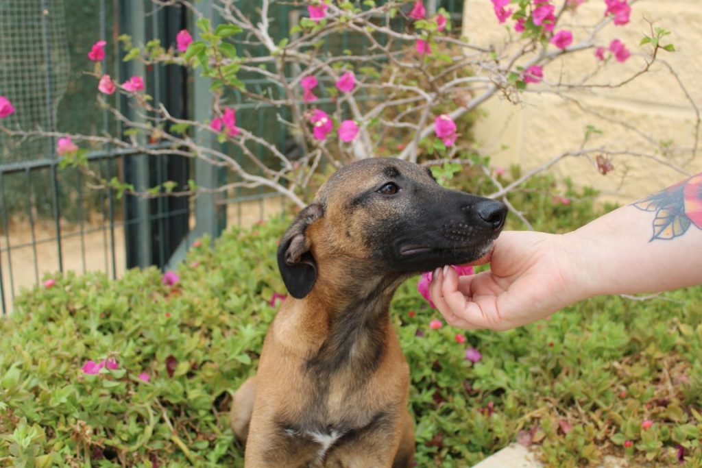 Chinda (F) Chiot X Galgo / FBM Adoptée