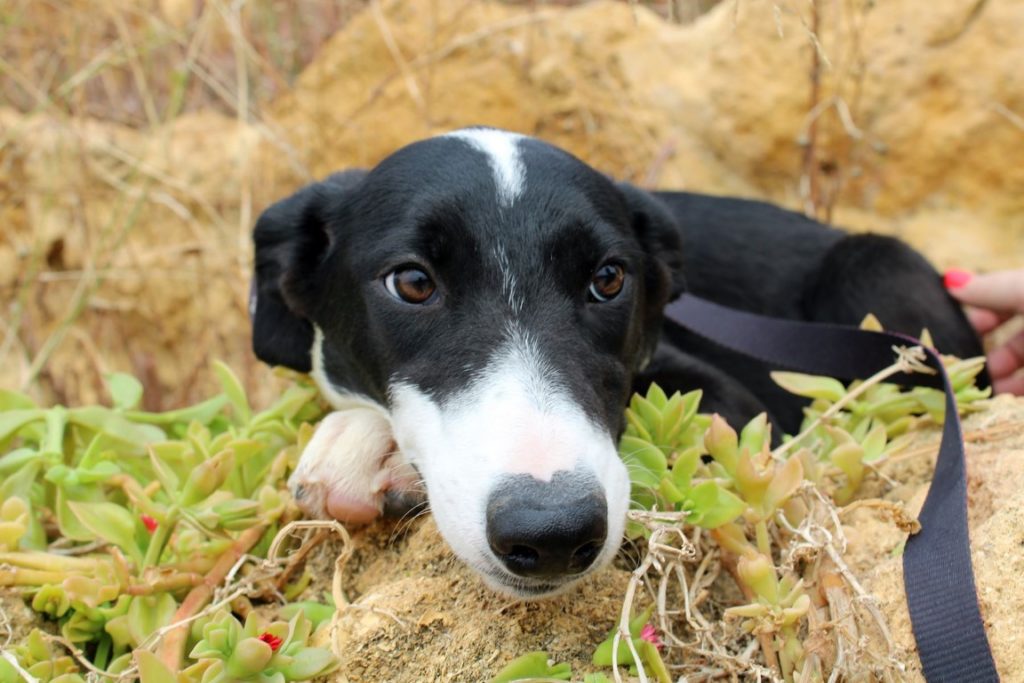 Clavelina (F) Chiot X Border Adoptée