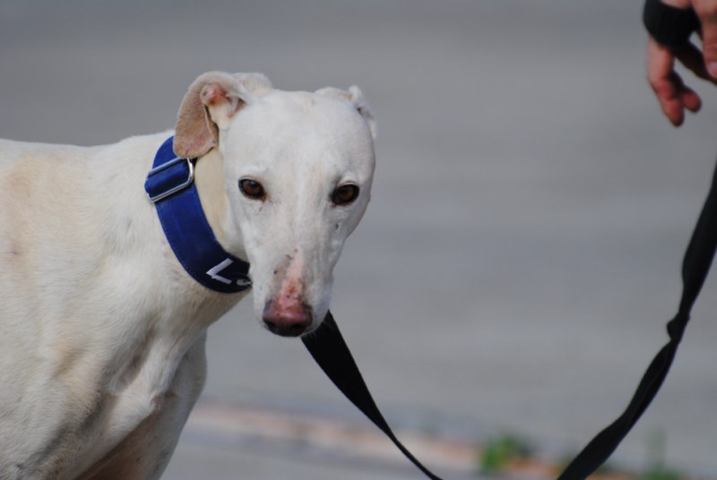 Galo (M) / FBM Adopté