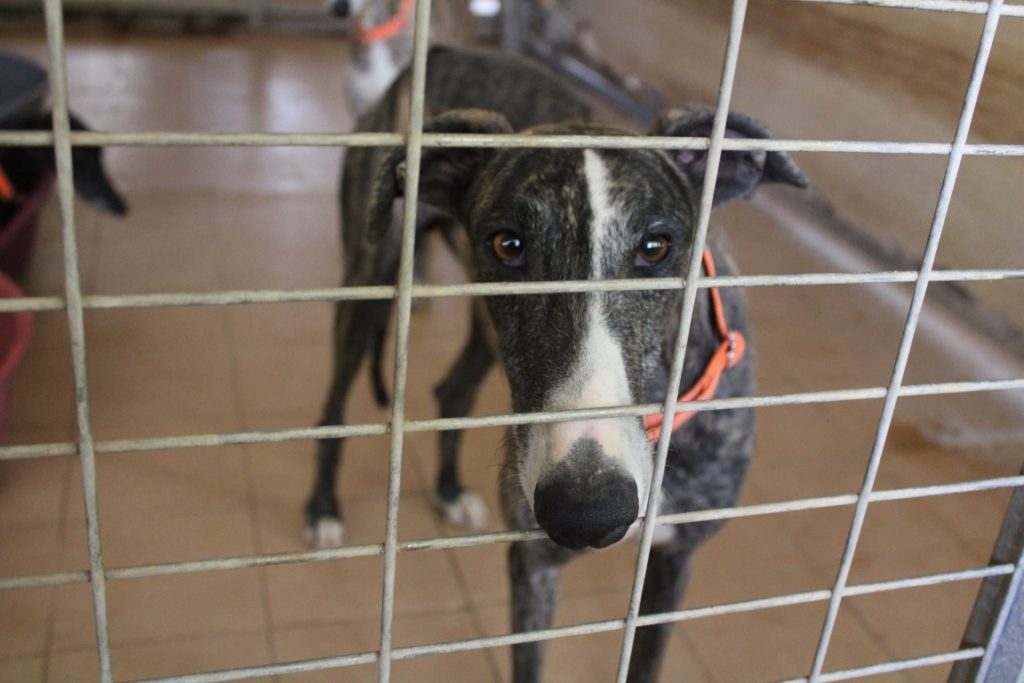 Gaspar (M)/ FBM Adopté