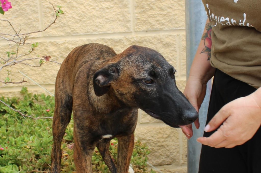 Merli(F) Chiot X galgo / FBM Adoptée