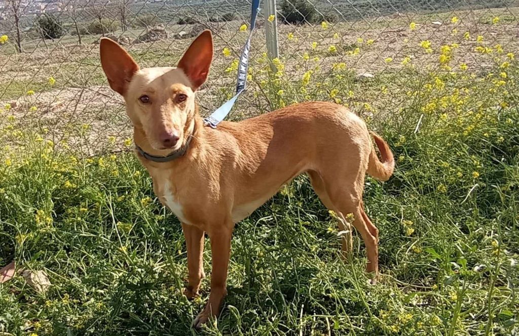 Patsy (Pod) (F) / 3 ans de refuge / Abyda Adoptée