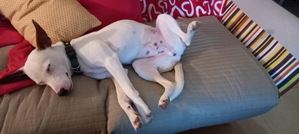 Pepito (M) Pod / Adopté