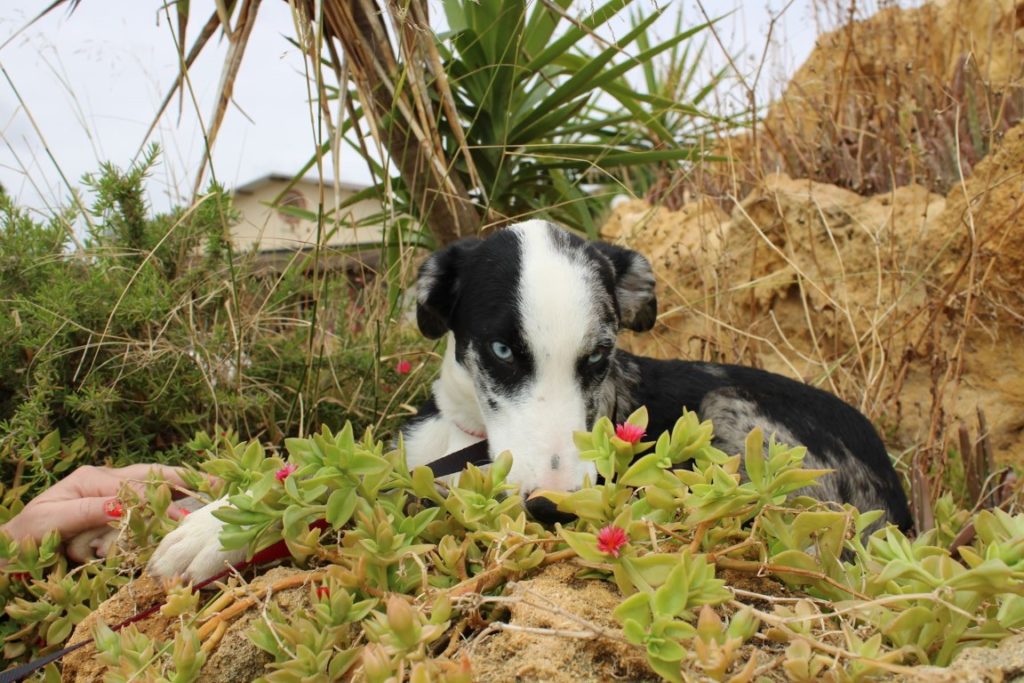 Ulises(M) Chiot X Border/ FBM Adopté