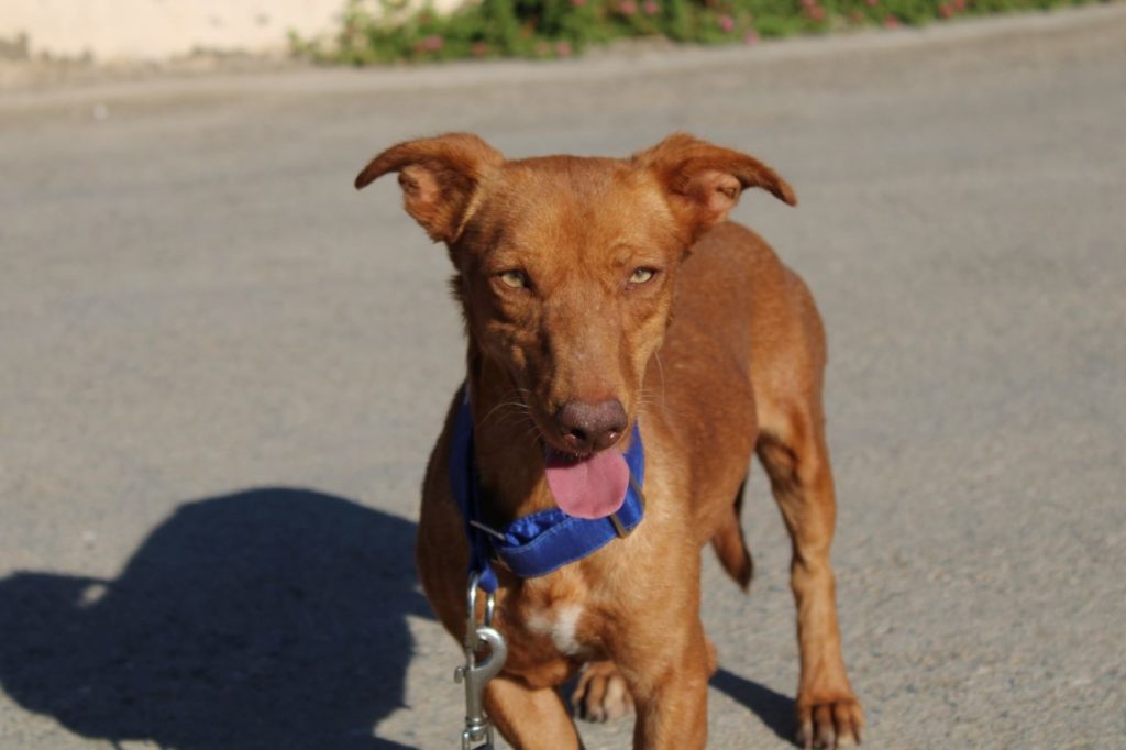 Rosalie (F) Podenca Maneta / FBM Adoptée