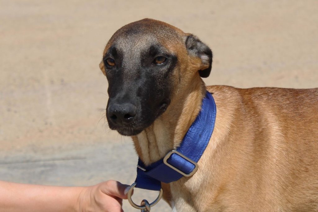 Bambou (M) Chiot X Galgo Adopté