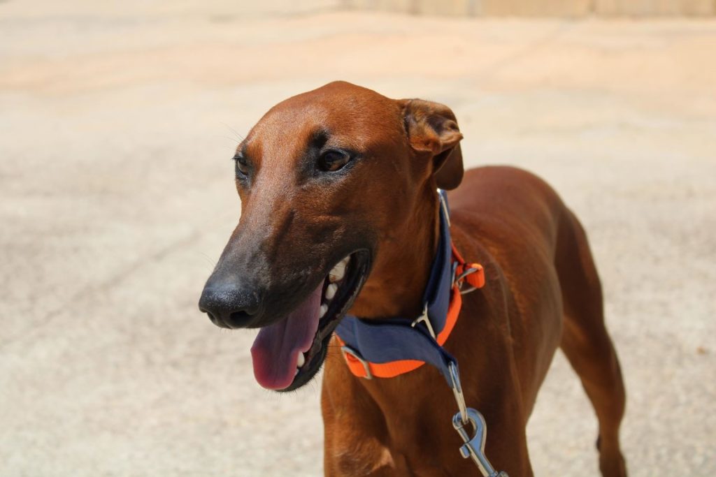 Bruno (M) / FBM Adopté