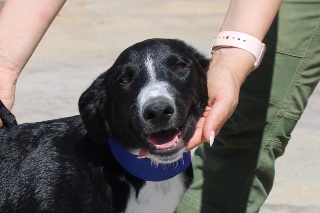 Gabito (M) Chiot X Border Adopté