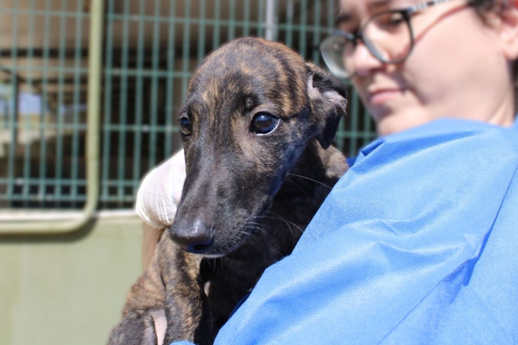 Hanna (F) Chiot / FBM Adoptée