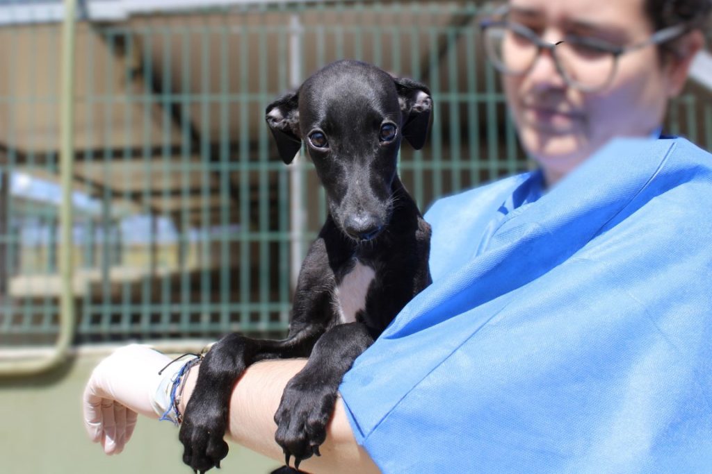 Jodie (F) Chiot / FBM Adoptée