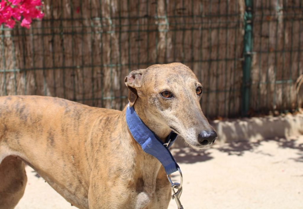 Miquela (F) / Plus d’un an de refuge / FBM Adoptée