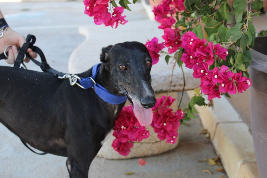Morgane (F) Whippet / FBM Adoptée