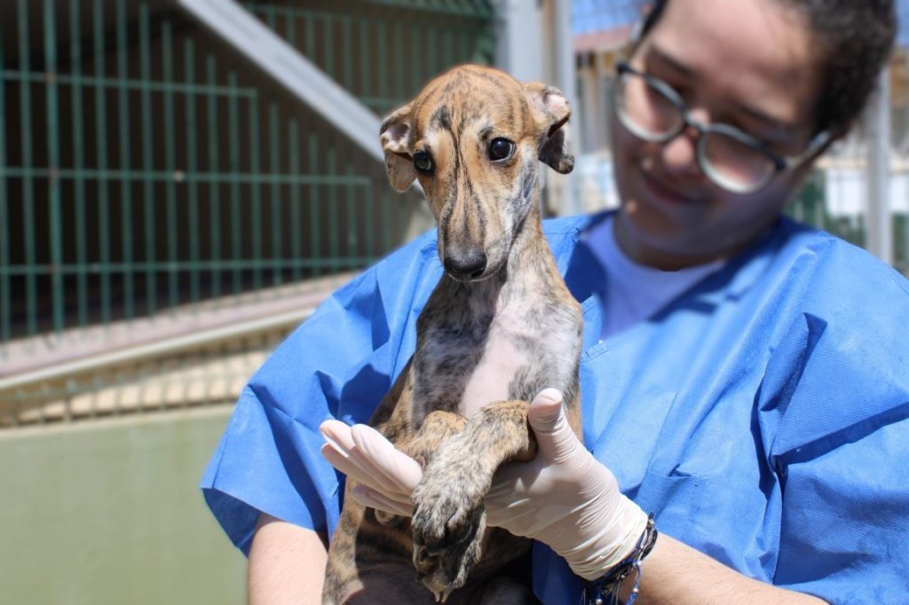 Opaline (F) Chiot  Adoptée