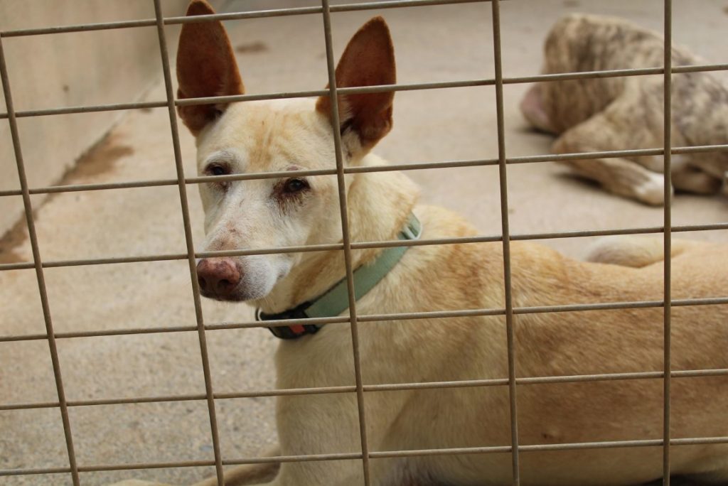 Risto (M) / Pod / 2 ans de refuge/ Adopté