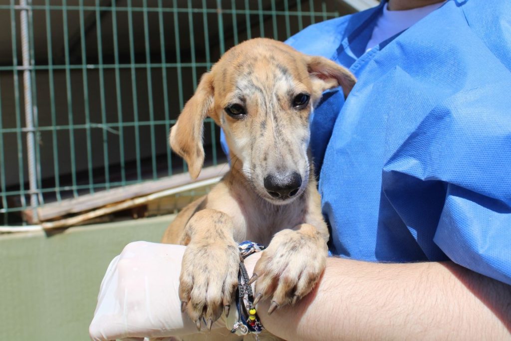 Rodin (M) Chiot/ FBM Adopté