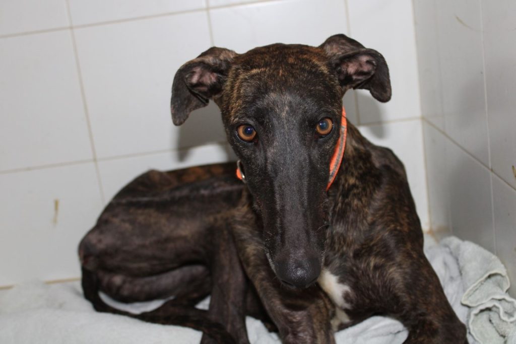 Rosabel (F) / FBM Adoptée