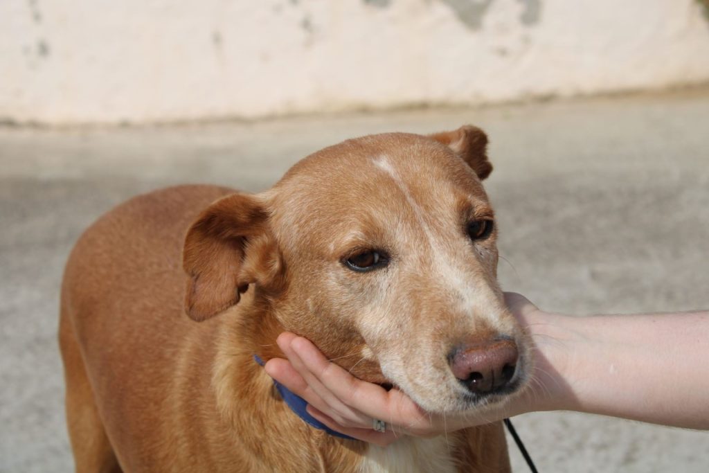 Rufino (M) Pod / 2 ans de refuge / FBM Adopté
