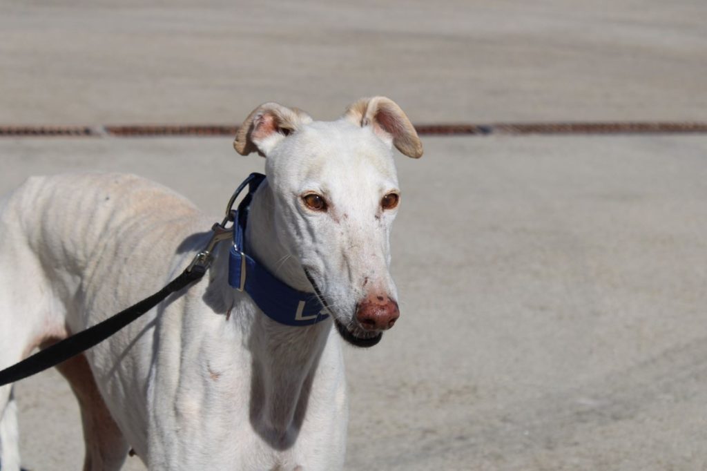 Selena (F)/ FBM Adoptée