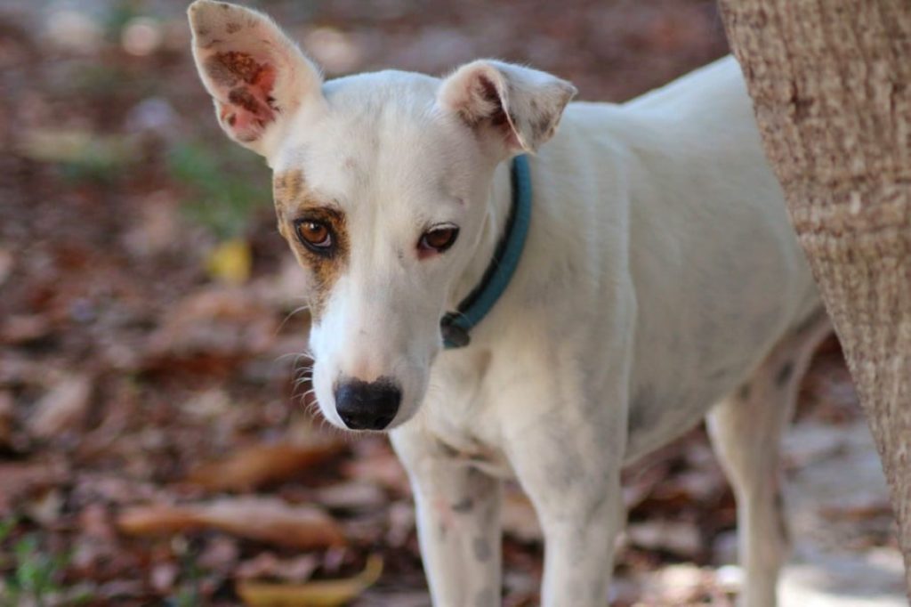 Solea (F) Pod / Ecija Adoptée