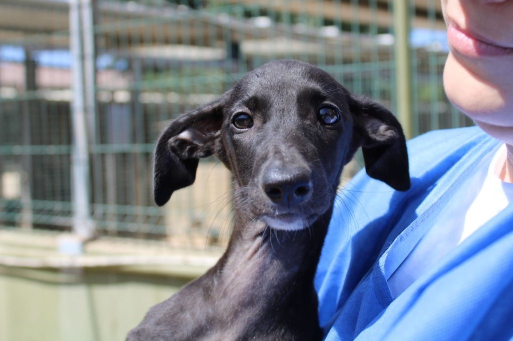 Zaza (F) Chiot / FBM Adoptée