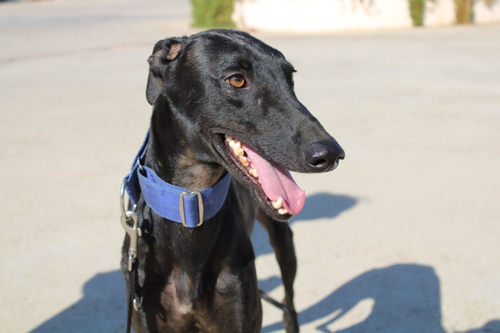 Alix (M) / FBM Adopté