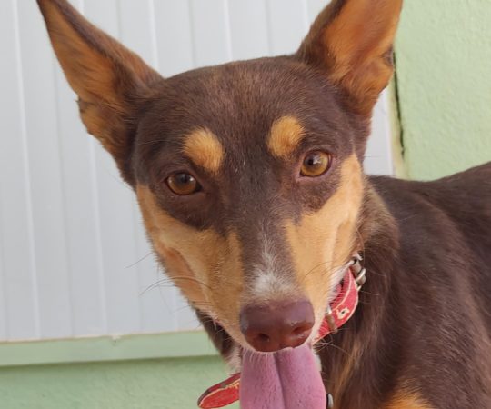 BREXIE (F) / Podenca / Abyda