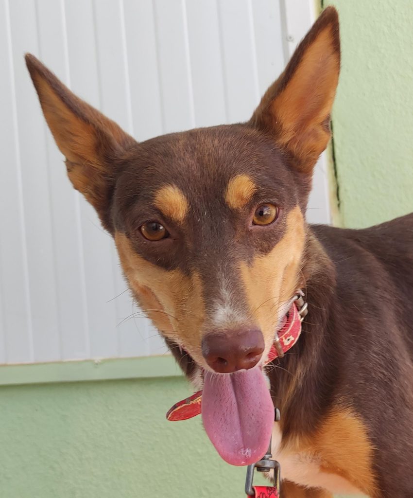 BREXIE (F) / Podenca / Abyda