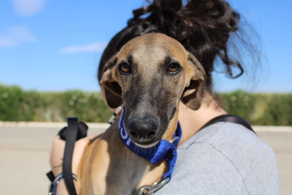 Elias (M) / Chiot/ FBM Adopté