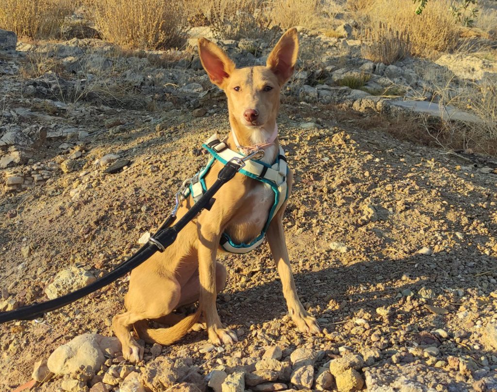 GREEN (F) / Podenca / Abyda Adoptée