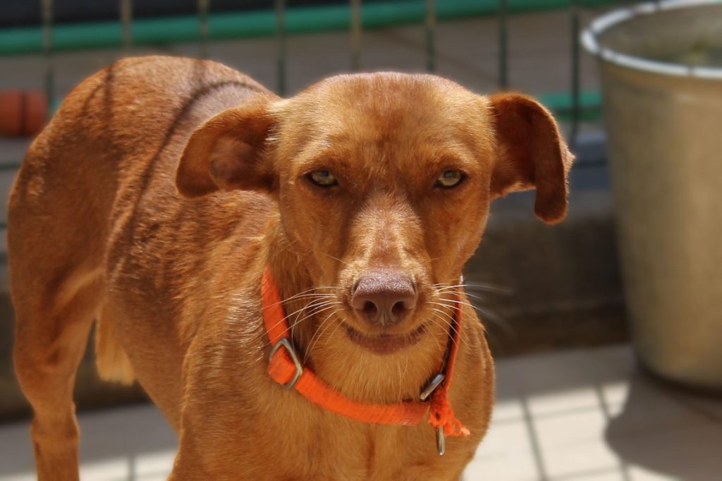 Jade (F) Podenca Maneta/ FBM Adoptée