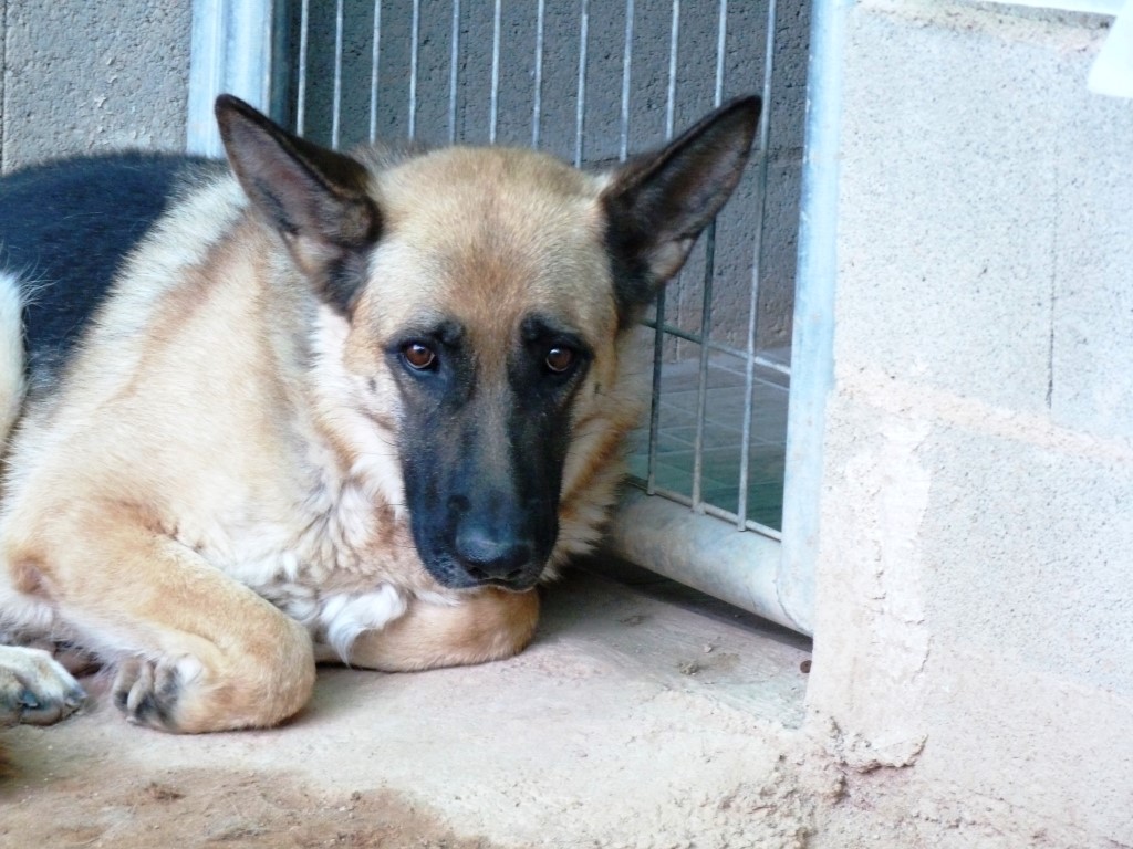 Léa (F) / BA / Tobarra Adoptée