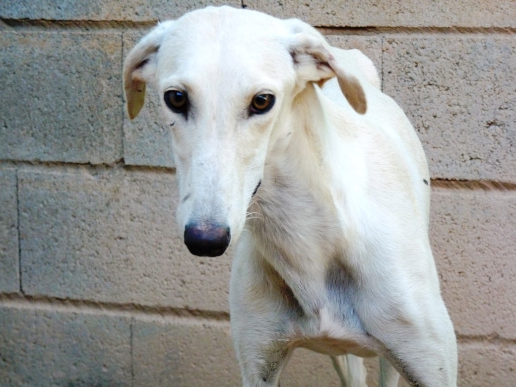 Lima (F) / Tobarra Adoptée
