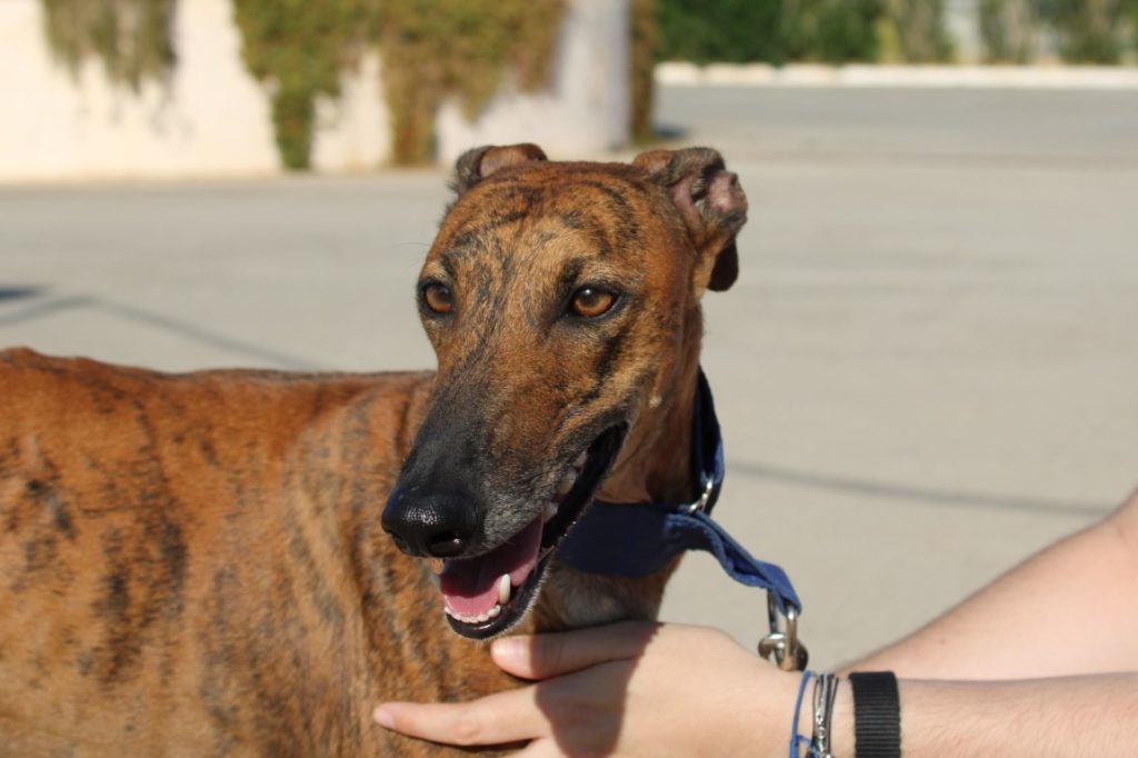 Lizzy (F) / FBM Adoptée