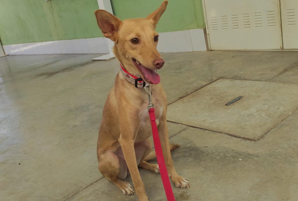 ROSA (F) / Podenca / Abyda