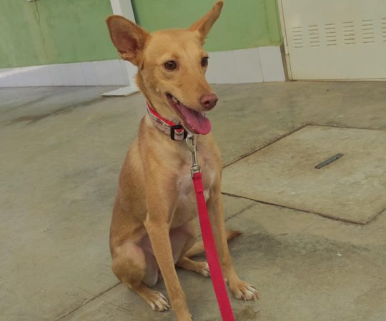 ROSA (F) / Podenca / Abyda