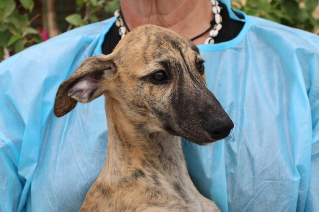 Amaral (F) Chiot / FBM Adoptée