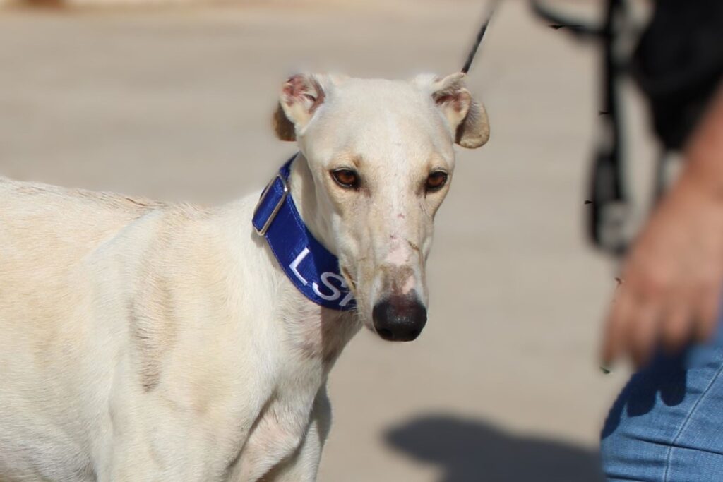 Astro (M) / Adopté