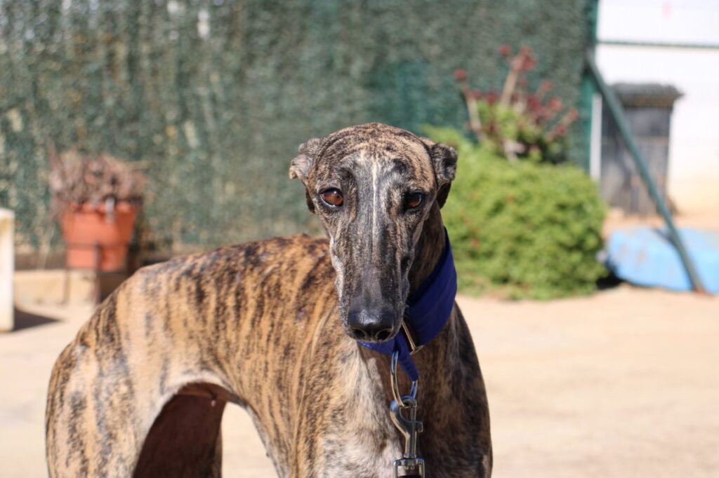 Cadia (F) / FBM Adopté