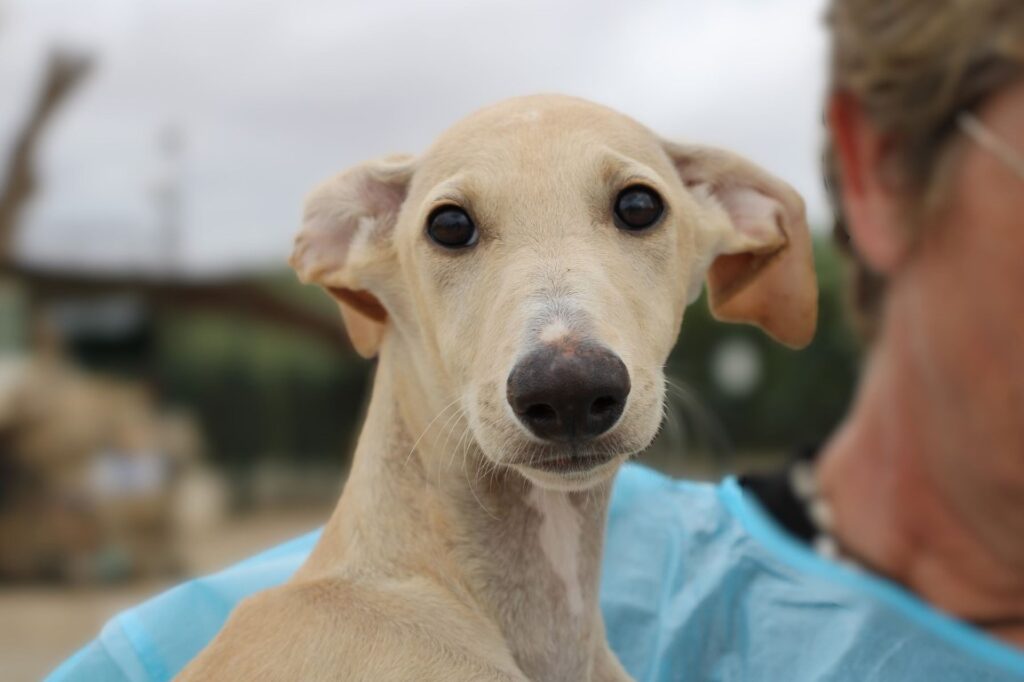 Carton (M) Chiot / FBM Adopté
