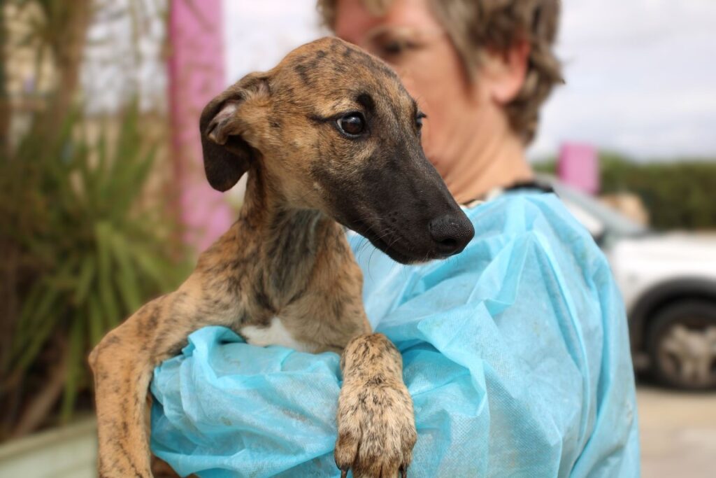 Madera (F) Chiot / FBM Adoptée
