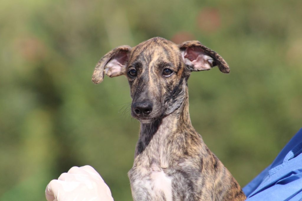 Moka (F) / Chiot / FBM Adoptée