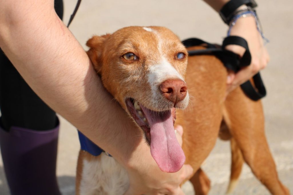 Nemo (M) Pod / FBM Adopté
