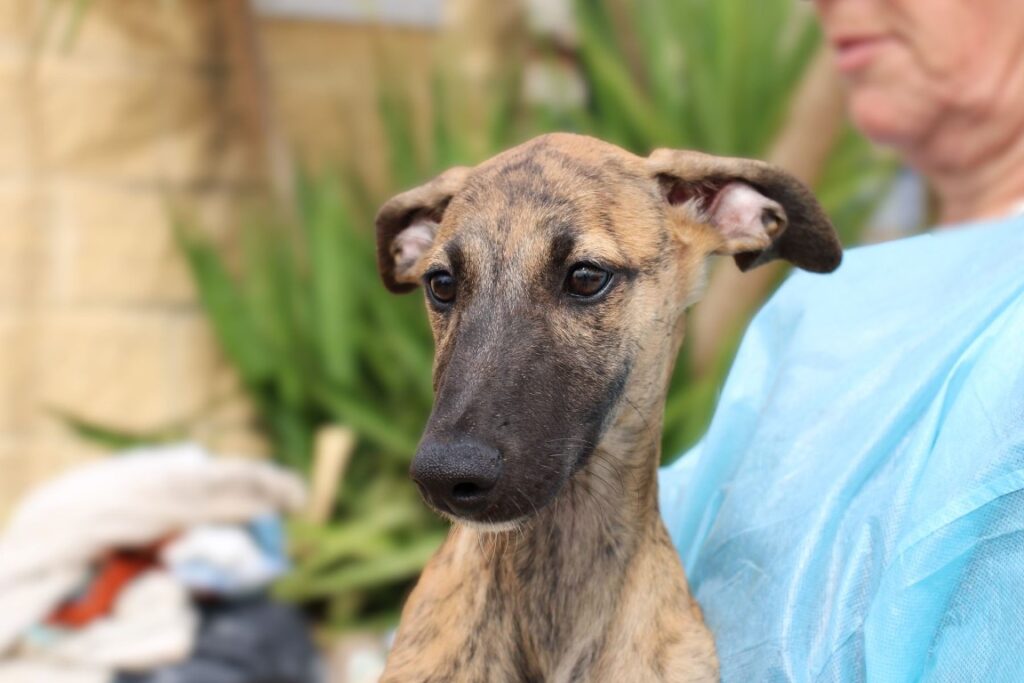 Nina (F) Chiot / FBM Adoptée