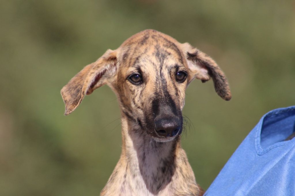 Olu (M)/ Chiot / FBM Adopté