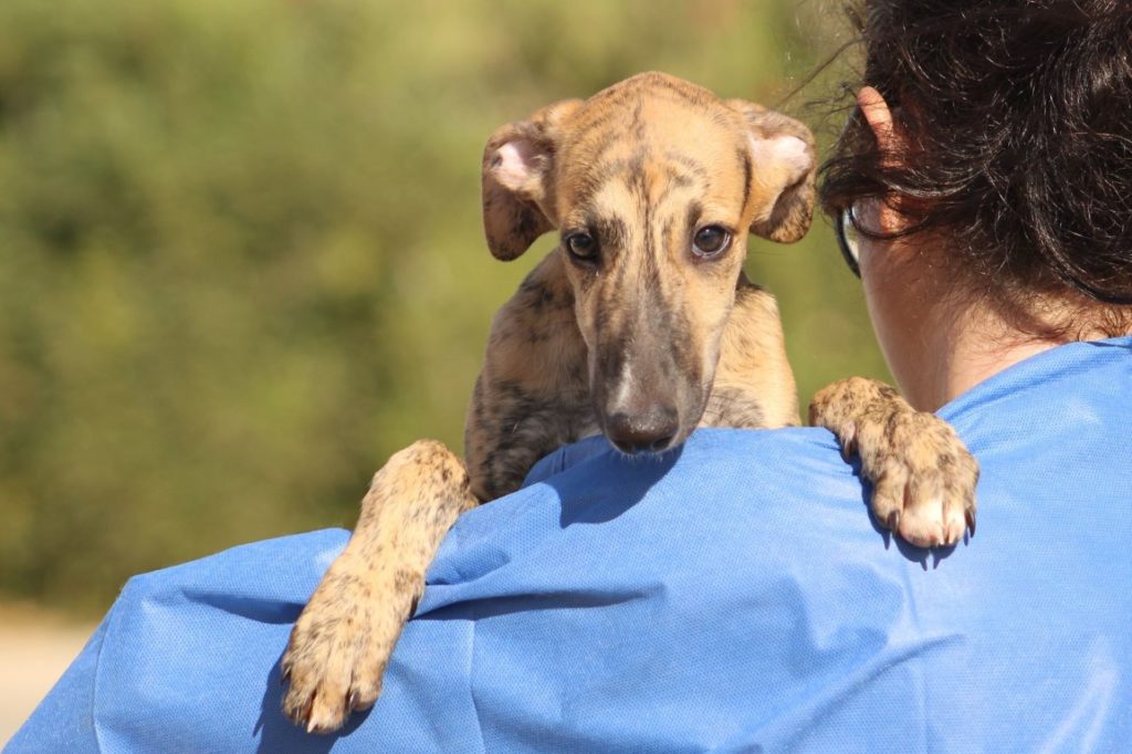 Onix (M)/ Chiot/ FBM Adopté