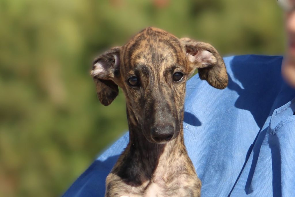Roxy (F) / Chiot/ FBM Adoptée